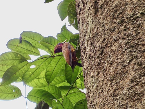 Chestnut Woodpecker