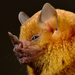 Little Yellow-shouldered Bat - Photo (c) Arnulfo Moreno-Valdez, all rights reserved, uploaded by Arnulfo Moreno-Valdez
