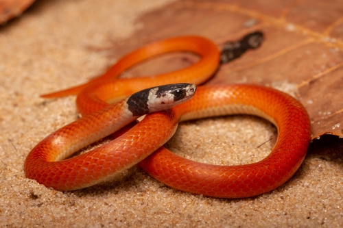 Black-headed Snake
