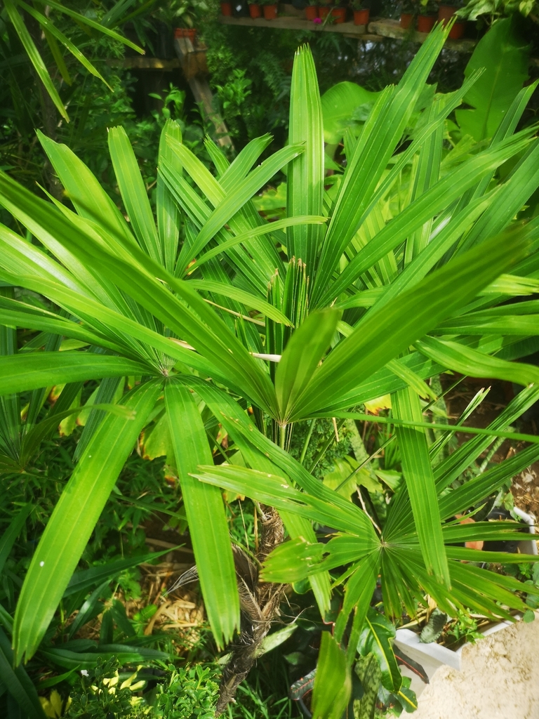 Slender lady palm