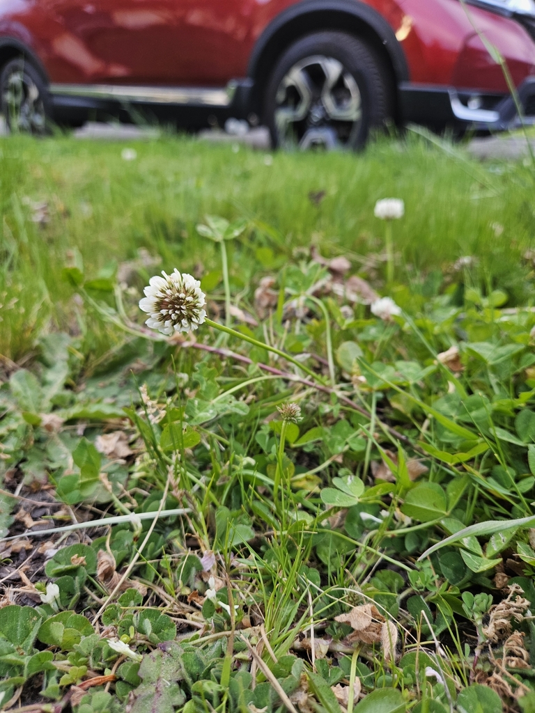 white clover from Corvallis, OR, USA on April 24, 2024 at 07:20 PM by ...