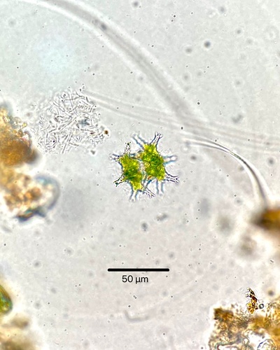 Staurastrum sexangulare