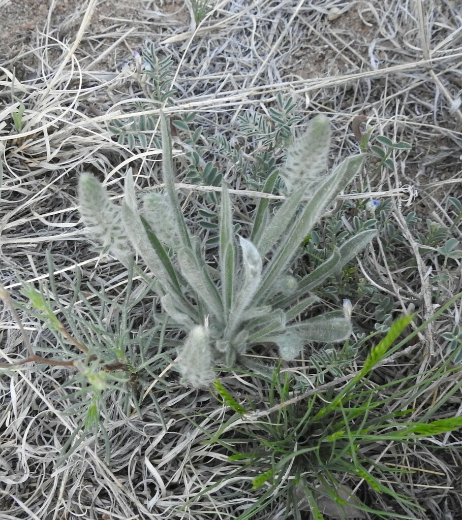 Woolly Plantain from White Rock, NM 87547, USA on April 22, 2024 at 07: ...