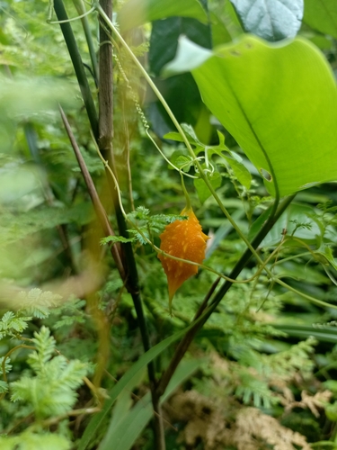 Momordica charantia charantia