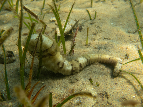 Common Seahorse