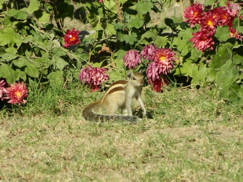 Five-striped Palm Squirrel