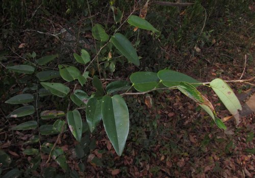 Bauhinia jenningsii