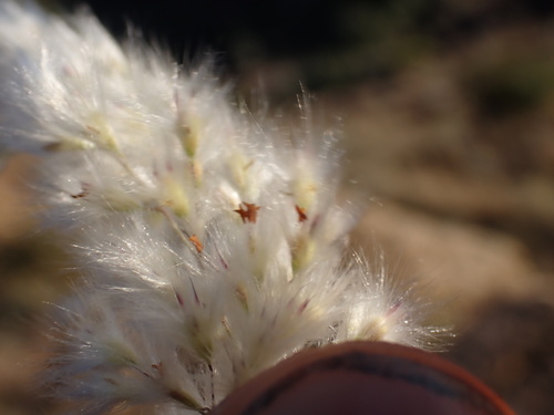 bristle-leaved red-top grass
