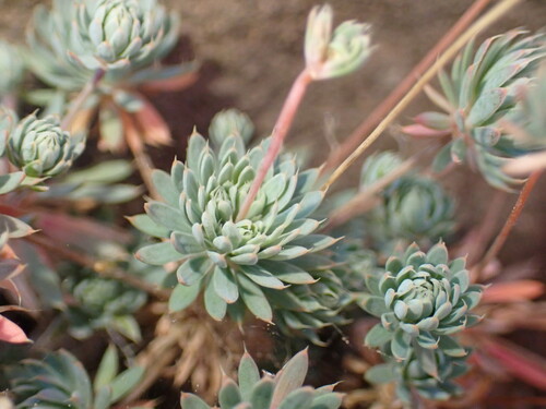 Rosette Stackleaf