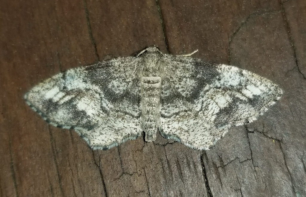 One-spotted Variant from Fentress County, TN, USA on April 25, 2024 at ...