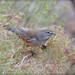 Rufous-sided Warbling-Finch - Photo (c) RAP, all rights reserved, uploaded by RAP