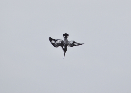 Pied Kingfisher