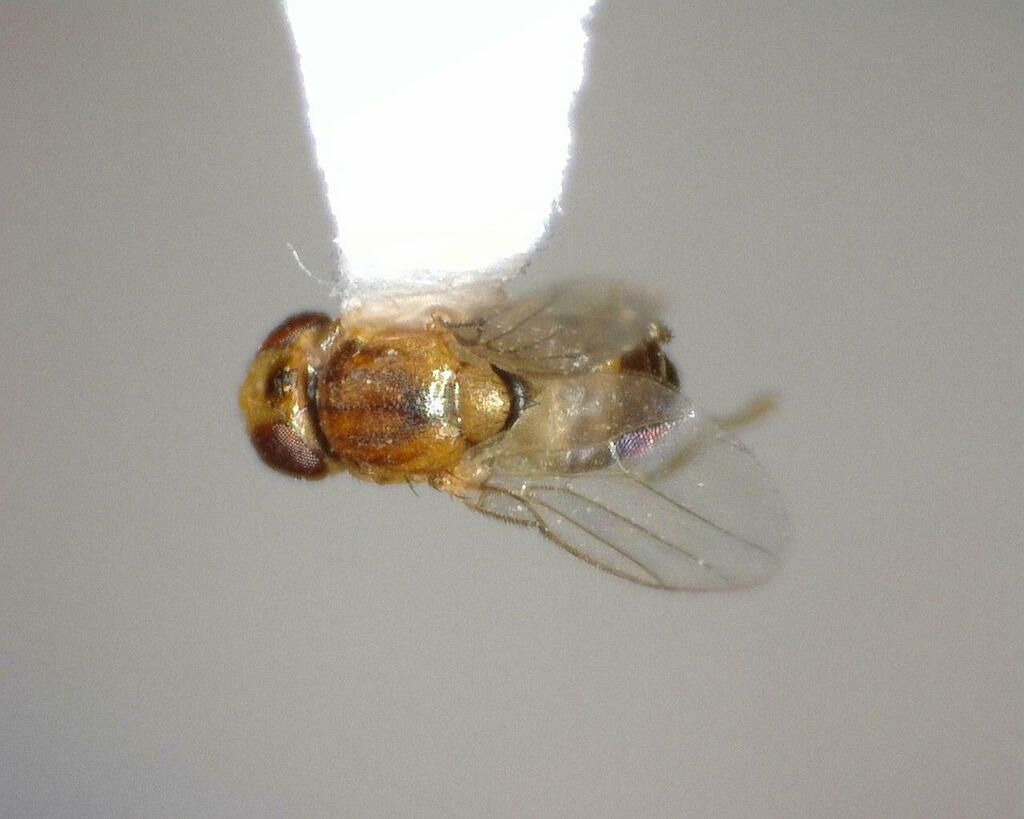 Chlorops Rufinus Chlorops from Kimble County, TX, USA on May 3, 2023 at 12:47 PM by ...