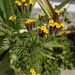 Tagetes multiflora - Photo 由 Lucia Lottersberger 所上傳的 (c) Lucia Lottersberger，保留所有權利