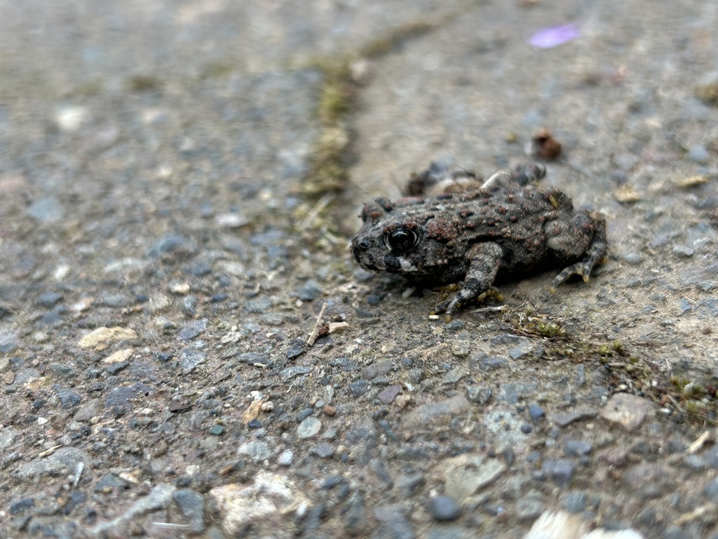 Western Toad from Shasta-Trinity National Forest, Lakehead, CA, US on ...