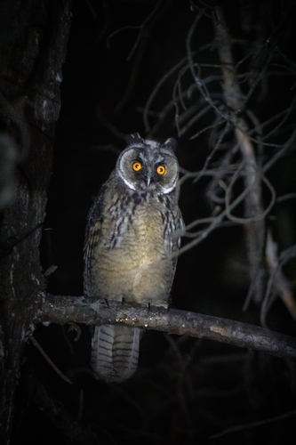 Long-eared Owl