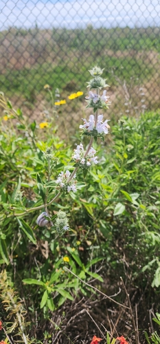 iNaturalist observation photo of black sage