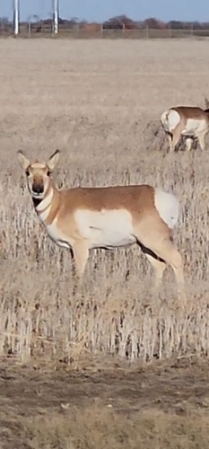 Pronghorn