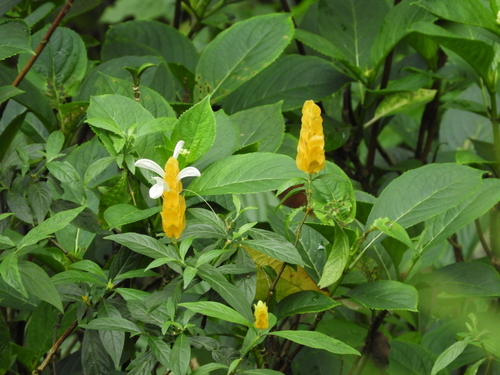 golden shrimp plant