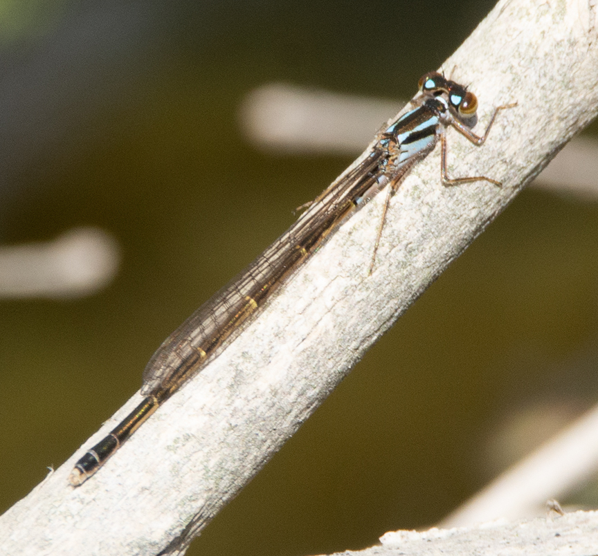 Eastern Forktail from Shawnee Prairie, Darke County, OH, USA on April