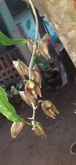 Catasetum maculatum image