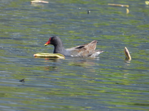 Eurasian Moorhen
