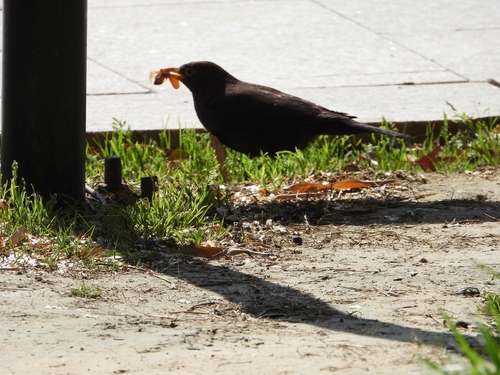 Chinese Blackbird