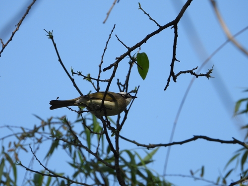 Light-vented Bulbul
