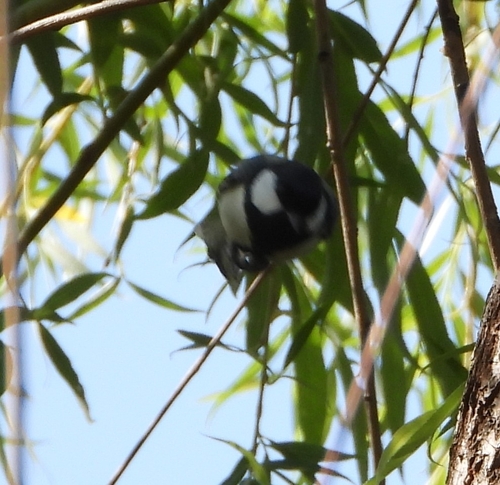 Asian Tit