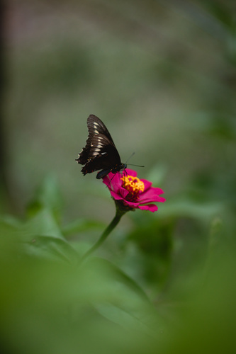 Polydamas Swallowtail