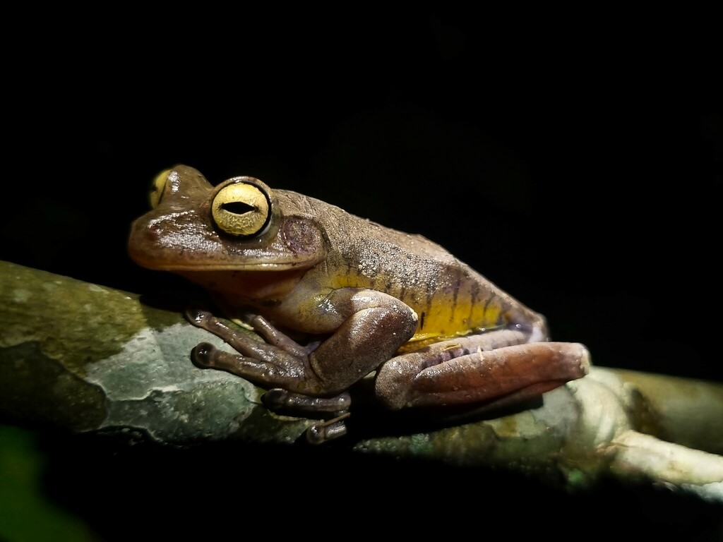 Reservoir Tree Frog from Sao Jose dos Campos - State of São Paulo ...