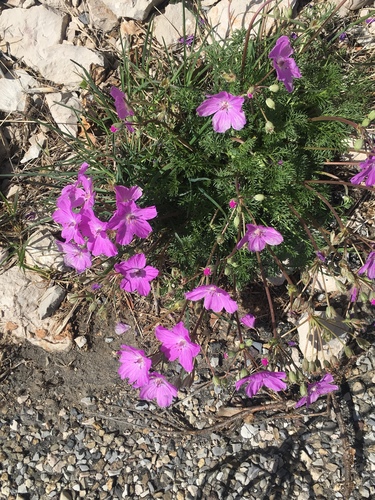 Rodie's reigersbek (Erodium rodiei)