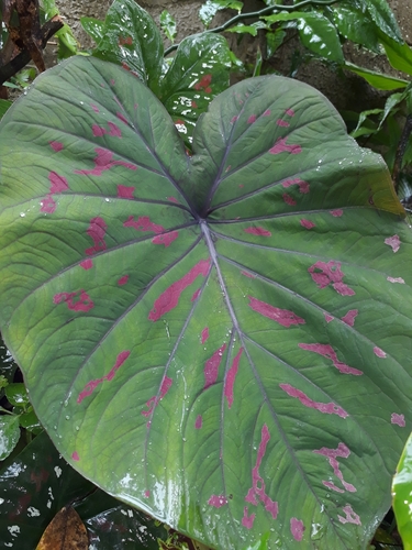 Caladium Genus Caladium Inaturalist Nz