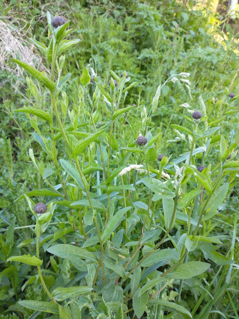 black knapweed from York YO26 4ZZ, UK on April 26, 2024 at 08:51 AM by ...