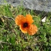 Italian Poppy - Photo (c) Eugenio Marchesi, all rights reserved, uploaded by Eugenio Marchesi