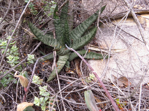 Gasteria barbae