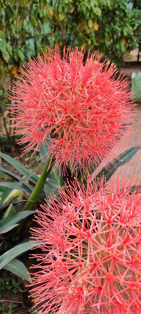 Scadoxus multiflorus from Teraguda, Phulbani, Odisha 762001, India on 2024년 04월 26일 (금) at 02:58 오후 by Dr. Abhipsa Bal... 