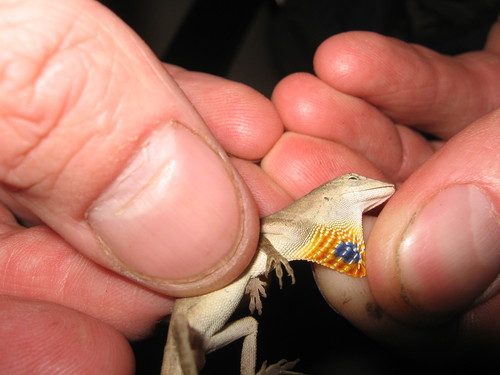 Silky Anole