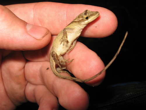 Silky Anole