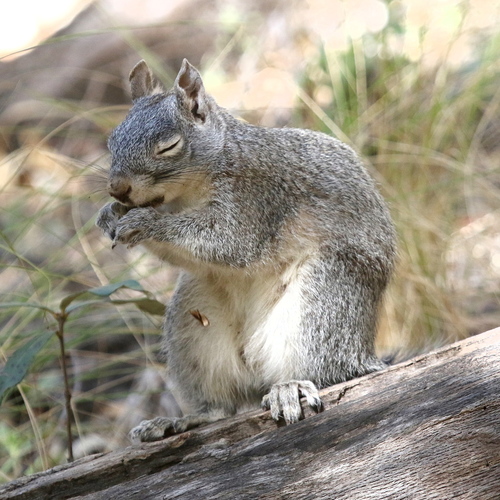 Arizona Gray Squirrel
