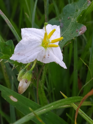 Solanum moxosense