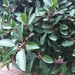 Ficus soatensis - Photo (c) jhohan gantiva, todos los derechos reservados, subido por jhohan gantiva