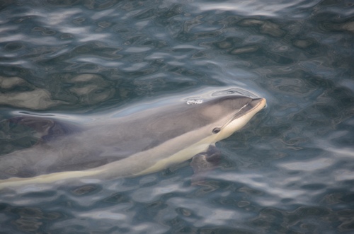Atlantic White-sided Dolphin