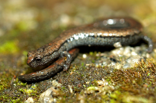 Gregarious Slender Salamander
