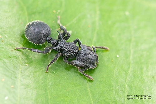 Cataulacus horridusCataulacus horridus