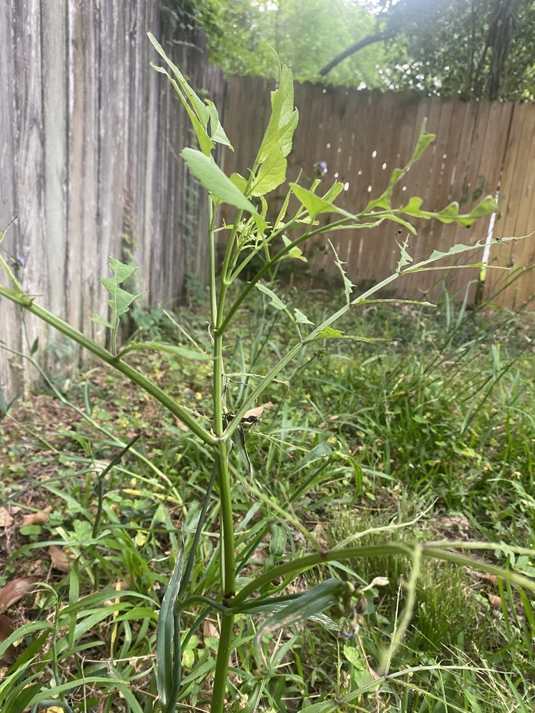 American black elderberry from drusilla ln baton rouge la us on