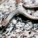 Fairview Slender Salamander - Photo (c) Ben Witzke, all rights reserved, uploaded by Ben Witzke