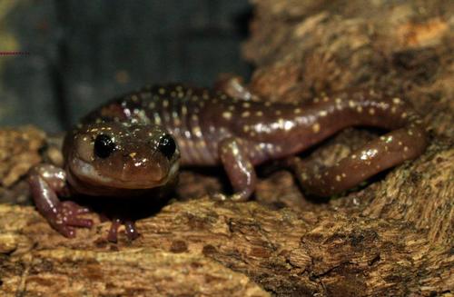 Arboreal Salamander