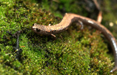 Gabilan Mountains Slender Salamander