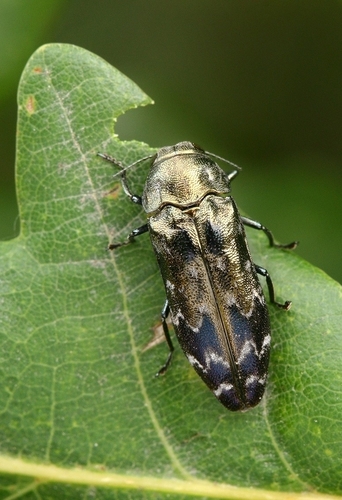 Coraebus undatus